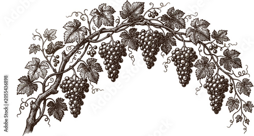 Foto Vintage grape vine illustration with bunches of dark grapes and leaves on a whit