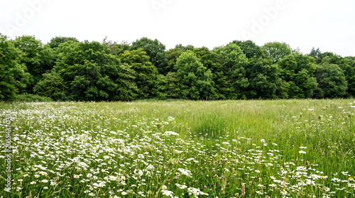 Wildflower meadow with dense tree line isolated on white transparent background, panoramic landscape cutout PNG for architectural site rendering