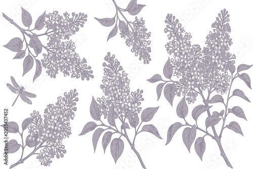 Φωτογραφία Lilac branches and dragonfly illustration in a vintage botanical style