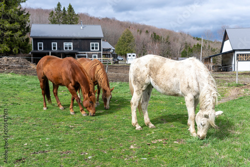 Three quarter horses eating in a field