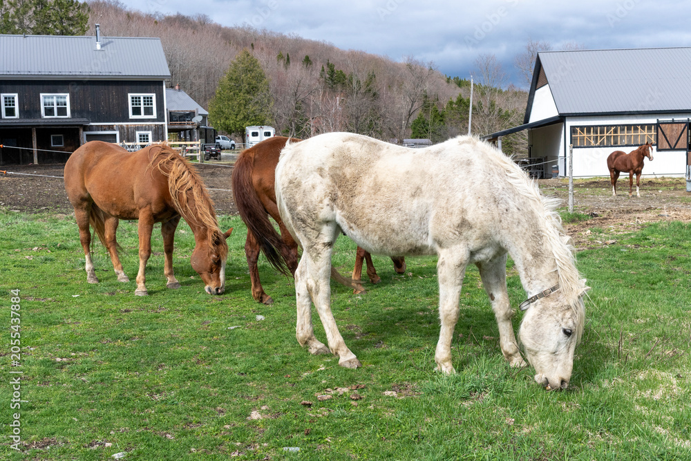 Obraz premium Three quarter horses eating in a field