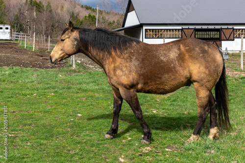 A quarter horse in a Quebec ranch
