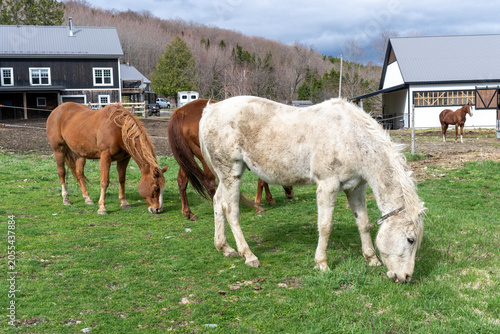 Three quarter horses eating in a field