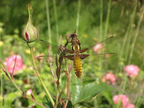 The broad-bodied chaser (Libellula depressa), female resting on a rose bud
