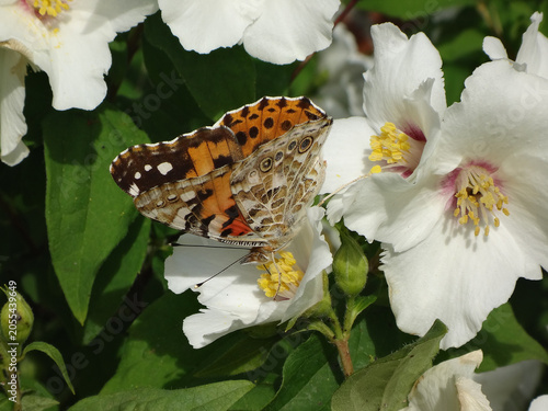 Painted lady (Vanessa cardui) butterfly feeding on mock orange flowers