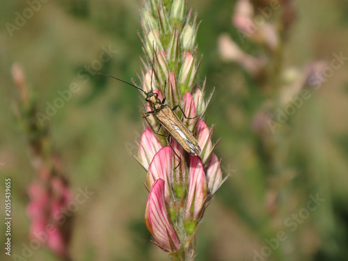 Thick-legged flower beetle (Oedemera nobilis), also known as swollen-thighed beetle, female on common sainfoin flowers