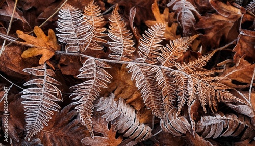 Frozen Dry Fallen Fern Branches And Leaves Texture Autumn Backdrop