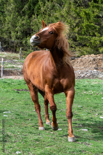 A quarter horse running in a field