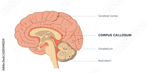 Foto Anatomical diagram of the human brain with labeled sections and side view illust