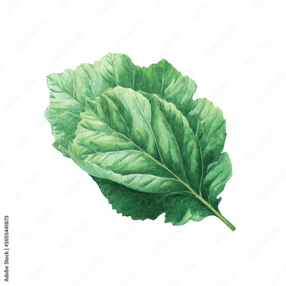 Obraz premium Hand-painted watercolor artwork of Morus Leaf, isolated on white background