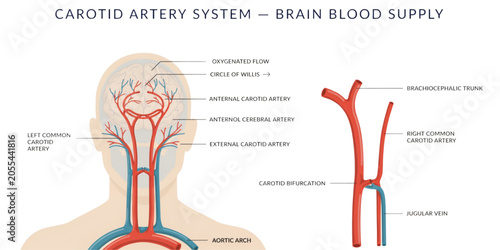 Foto Human blood circulation system diagram showing heart, arteries, and veins with l