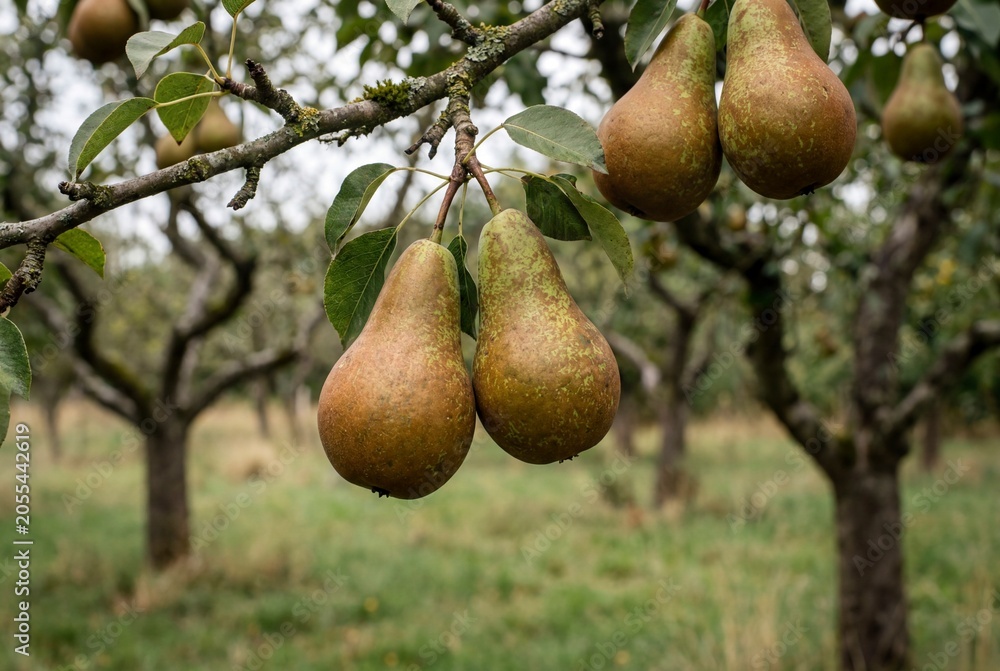 Obraz premium Conference pears ripening on tree branch in orchard
