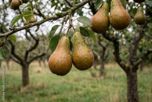 Conference pears ripening on tree branch in orchard