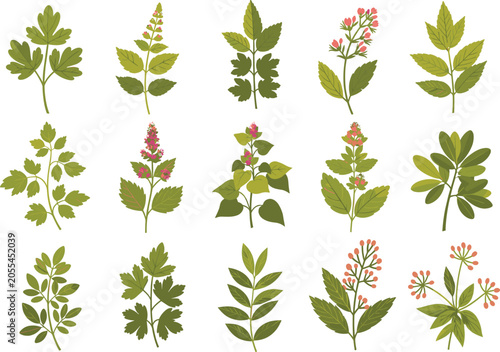 Foto Isolated medicinal herbs and plants, natural remedies, botanical flat lay, green