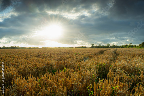 Golden wheat fields bask under a dramatic, sun-drenched sky.