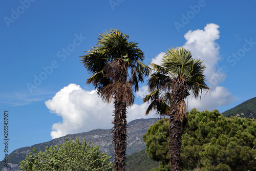 palmen und berge