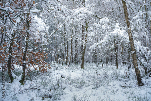 Forest floor whispers under a blanket of soft, silent snow.