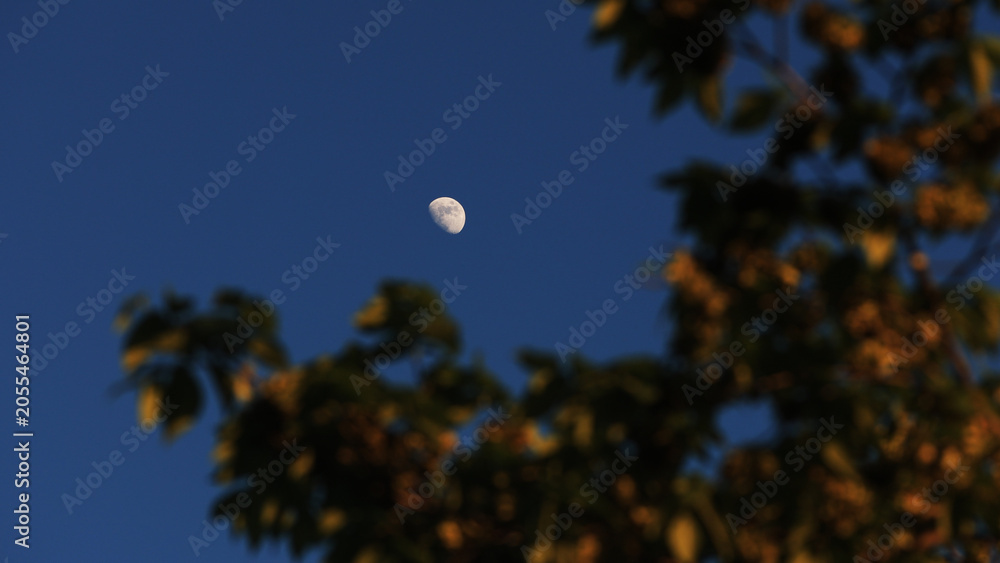 Fototapeta premium Waxing gibbous Moon with tree silhouettes on a daylight blue sky.