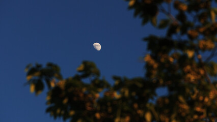 Waxing gibbous Moon with tree silhouettes on a daylight blue sky.
