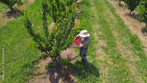 Canvas Print Farmer picking fresh red cherries on a farm. Drone point of view.