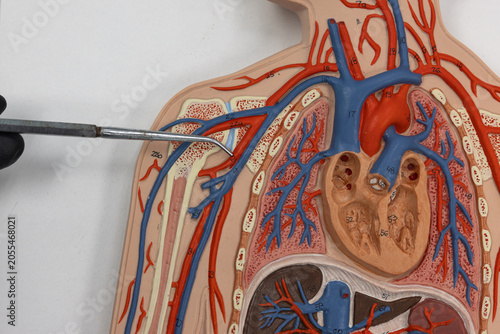 Slika na platnu Pointer Showing The Axillary Artery On Human Anatomy Model
