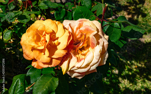 Two Roses Close-up