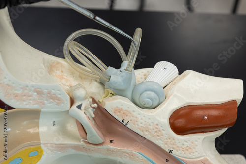 Pointer Showing The Semicircular Canal On Ear Anatomy Model
