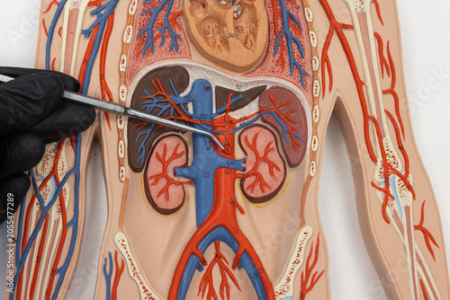 Pointer Showing The Superior Mesenteric Artery On Human Anatomy Model