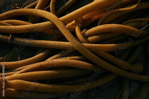 Unique kelp strands discovered on Olympic National Park beach