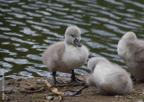 A mute swan cygnet stands next to a pond