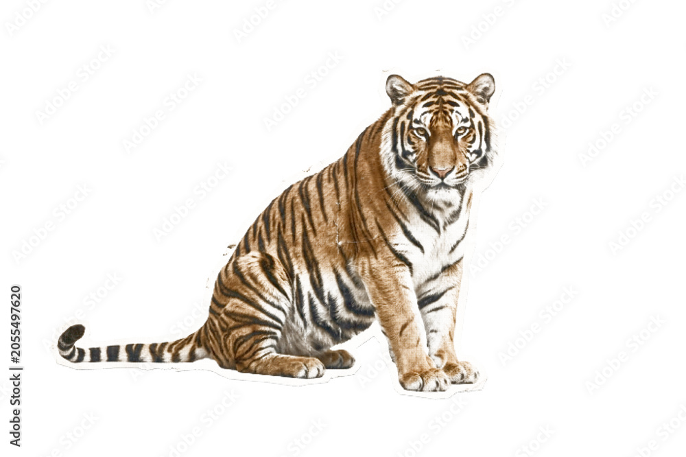 Obraz premium Tiger sitting isolated on white background, vector illustration