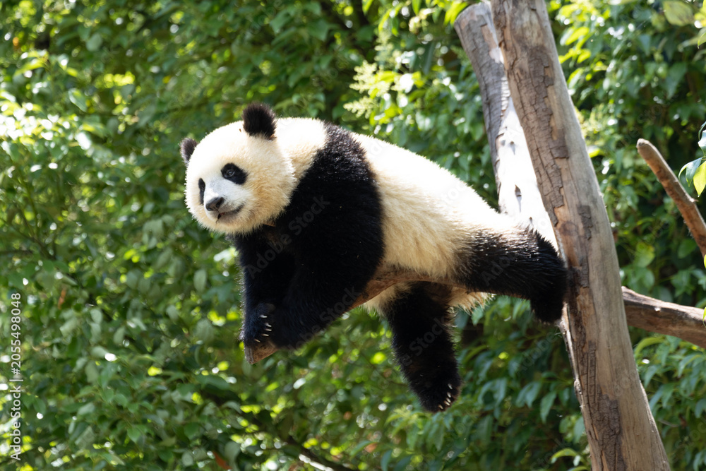 Obraz premium Close up Funny pose of Little panda sleeping on the tree, Chengdu, China