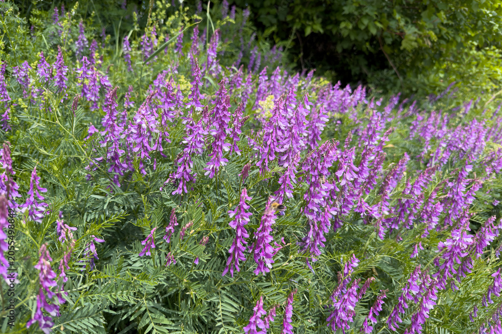 Obraz premium Vibrant Field of Purple Wildflowers