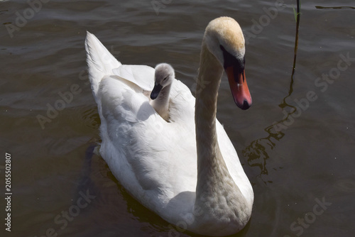 A mute swan swims in a pond with her cygnet on her back.