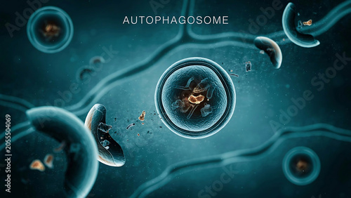 Autophagosomes are double membrane vesicles that engulf cellular components for degradation and recycling in cellular biology processes  autophagy