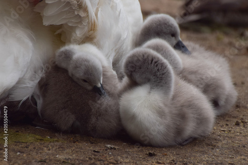 Canvas-taulu Young mute swan cygnets take a nap next to their mother.