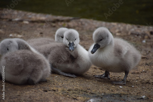 Young mute swan cygnets take a break from the day's activities.