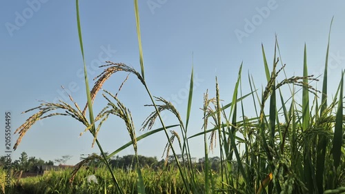 Rice stalks with golden grains growing in the green paddy field under a clear blue sky.