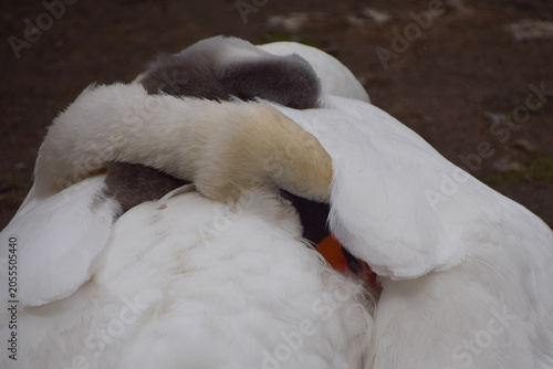 Photography A mute swan takes a nap with her cygnet on her back.