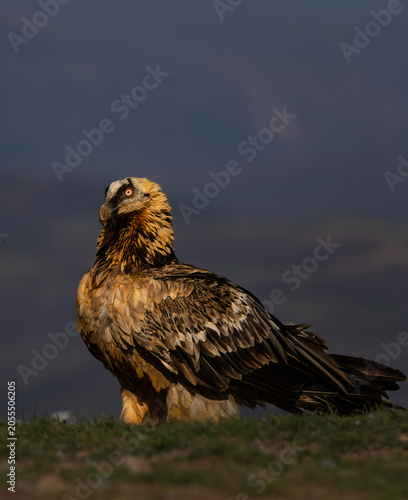 QUEBRANTAHUESOS (Gypaetus barbatus)