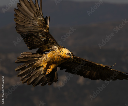 QUEBRANTAHUESOS (Gypaetus barbatus)