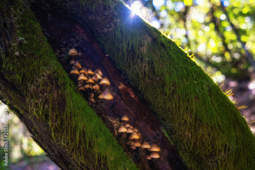 Pilze an einem bemoosten Baum im Urwald El Cedro auf La Gomera