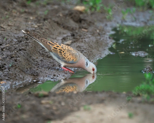 European turtle bird drinking water from a forest stream, Streptopelia turtur