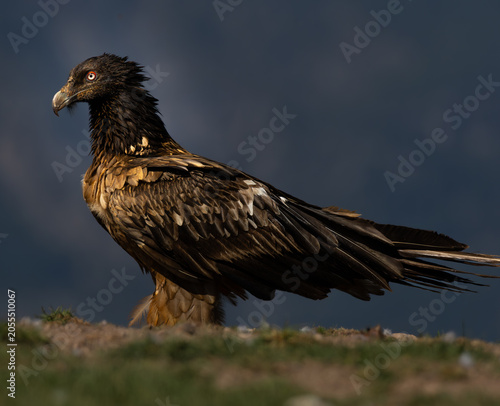 QUEBRANTAHUESOS ( Gypaetus barbatus)