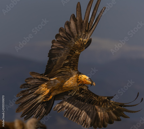 QUEBRANTAHUEOS ( Gypaetus barbatus)
