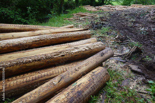 Cuadro en lienzo Stacked logs after deforestation in forest area