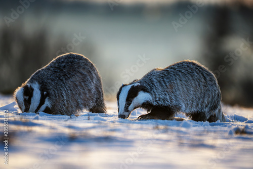 Photography Two european badgers foraging in a snowy field during winter morning light