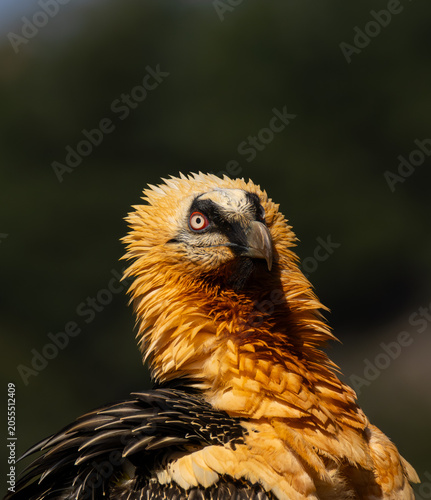 QUEBRANTAHUESOS ( Gypaetus barbatus)