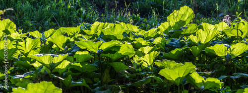 Backlit butterbur leaves glowing in morning sunlight, creating a vibrant green ground cover in a natural woodland habitat with fresh spring vegetation.