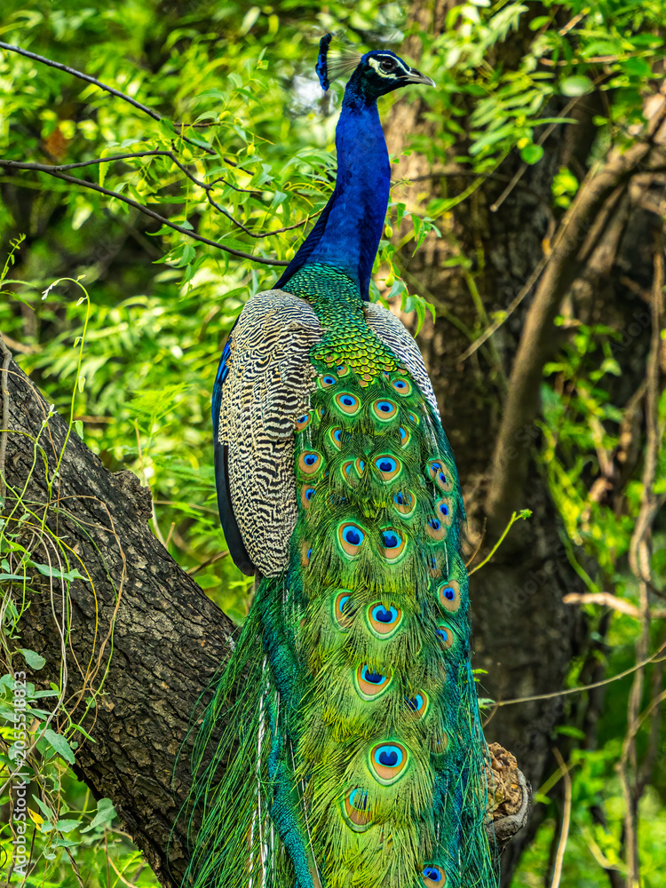 Naklejka premium A Peacock